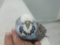 Ele alışkın şov muhabbet kuşu