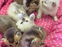 Ankara rezerve açık british shorthair yavrularımız