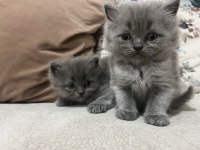 BRITISH SHORTHAIR YAVRULARIMIZ