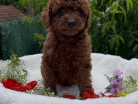 Kore Kanı Show Kalite Poodle Yavrular