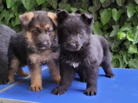 SHOWLINE FULL BLACK & BLACK TAN ALMAN KURDU BEBEKLERIM