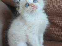 SECERELİ RAGDOLL KEDİSİ YAVRULAR