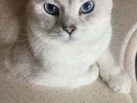 British shorthair kedimizi sahiplendiriyoruz