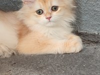 British Golden Yavrular