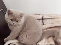 British Shorthair Fawn