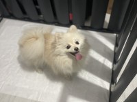 Ful eğitimli güzel pomeranian kızımız yeni yuvasını arıyor