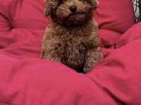 Toy Poodle Yavru Köpekler