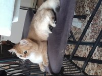 Prenses british shorthair kızım