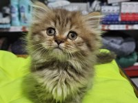 cinnemon bi color scottish fold british shorthair yavruları
