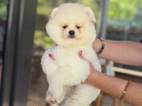 ÜST DÜZEY SHOW KALİTE POMERANİAN BOO