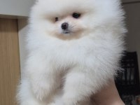 ÜST KALİTE KAR BEYAZ TEACUP POMERANİAN BOO DİŞİ