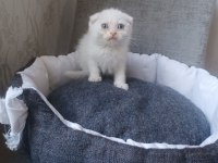 Kar beyaz ve lilac scottish fold yavrular