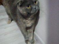 4 Aylık Scottish fold 2 yavru