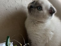 EŞSİZ GÜZELLİĞİ İLE IRK GARANTİLİ SCOTTİSH KEDİMİZ