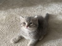 2 Aylık safkan british shorthair