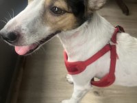 Jack russell kızımız yuva arıyor