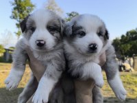 Çok özel mavi gözlü Merle Border collie yavrular