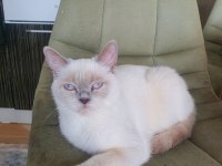 British shorthair kızımıza yeni yuva