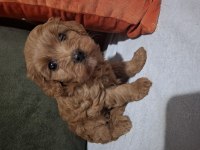 Minik ama sevgi oldu maltipoo bebekler