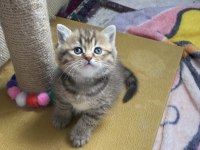 British shorthair evlatlar rezerveye açık