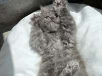 Erkek british longhair yavru