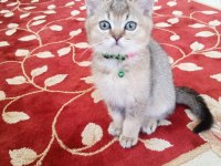 Kedi ilanı british longhair