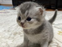 kedilerime yuva arıyorum ciddi alıcılar yazsın