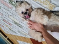 11 Aylık Shih Tzu