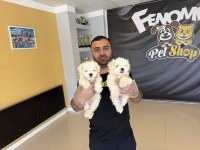 MALTESE YAVRULAR MALTİPO VE TOY POODLE YAVRULAR ANKARA