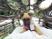 2.5 Aylık malinois tuvalet eğitimi var agrasifliği yoktur