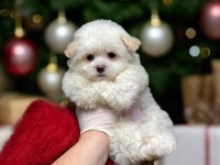 Teacup maltipoo son dişi yavrumuz