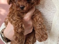 Toypoodle Yavrularımız Veteriner Kontrollü 