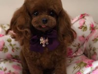 HAVALI POODLE PATİLERİMİZ