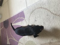 Pinscher köpekler sahiplendirilecek