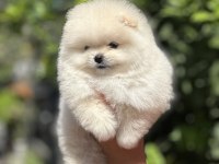Pomeranian boo köpeğimiz