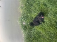 Siyah Pekinez Köpeğim