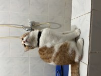 Ücretsiz acil sahiplendirme kedimiz