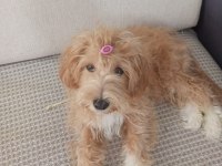 9 aylık dişi sağlıklı sevecen maltipoo
