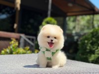 Yavru Pomeranian Boo Köpeklerimiz