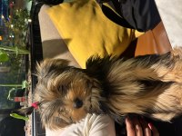 Yorkshire Terrier 4-5 aylık