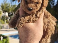 Poodle bebeğimiz