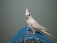 Konuşan Albino Sultan Papağanı