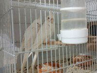 Albino eşli takım sultan papağanı