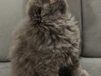 Kızımıza yeni yuva arıyoruz scottish fold