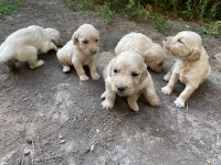 MİNİK GOLDENLARIMIZ SAHİPLERİNİ ARIYOR