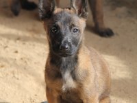 Safkan Irk Garantili Malinois Yavrular