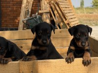 DOBERMAN YAVRULARI