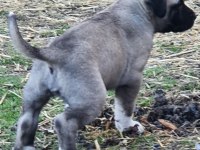 KANGAL YAVRU DEVLER YİNE MEYDANLARDA
