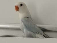 Ele alışkın bebek papağanlar