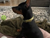 Sağlık Ve Irk Garanti Doberman